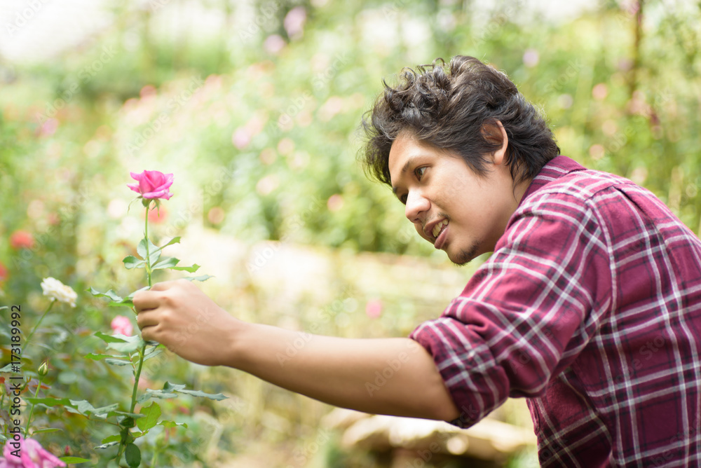 Asian man gardener holding pink rose flower for gardening in a greenhouse Asian man gardener holding pink rose flower for gardening in a greenhouse