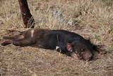 Tasmanischer Teufel- Beutelteufel