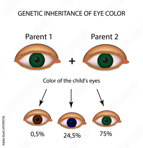 Genetic inheritance of eye color. Brown, blue, green eyes. Infographics. Vector illustration on isolated background