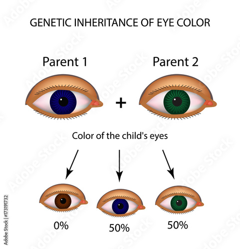 Genetic inheritance of eye color. Brown, blue, green eyes. Infographics. Vector illustration on isolated background