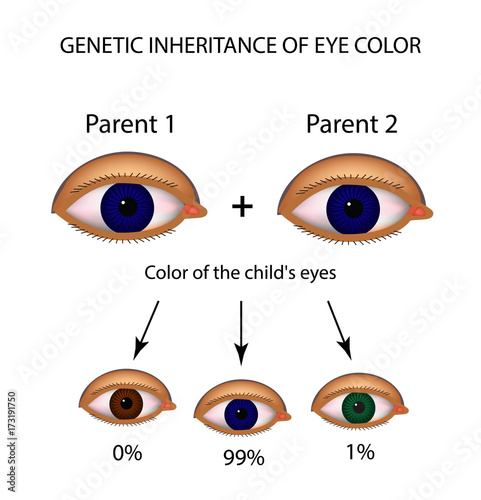 Genetic inheritance of eye color. Brown, blue, green eyes. Infographics. Vector illustration on isolated background
