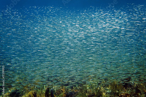 Shoal of small fish underwater in the Caribbean sea  Bocas del Toro  Panama  Central America