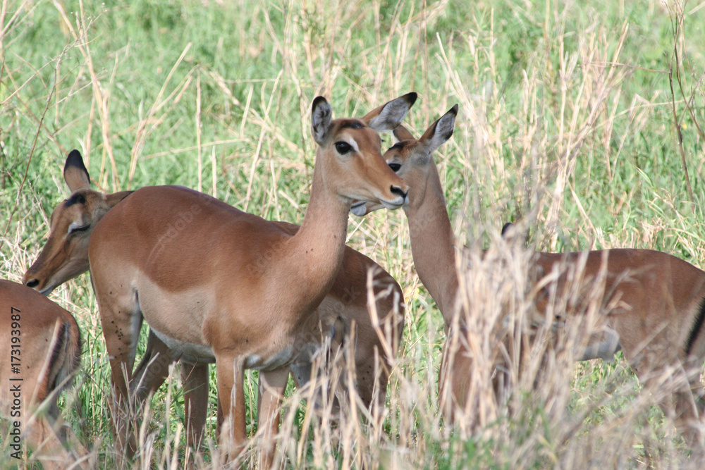 Antilopen Gruppe im Schatten des Tarangire Nationalpark Tansania