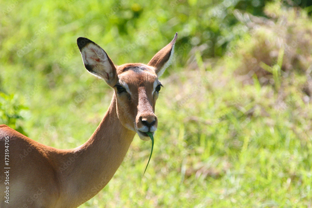 Antilope frisst Gras im Tarangire Nationalpark Tansania