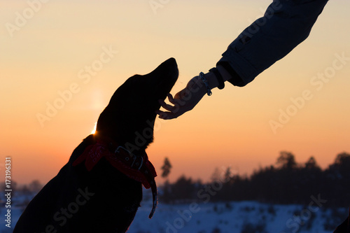 sihouette of a dog and man hand photo