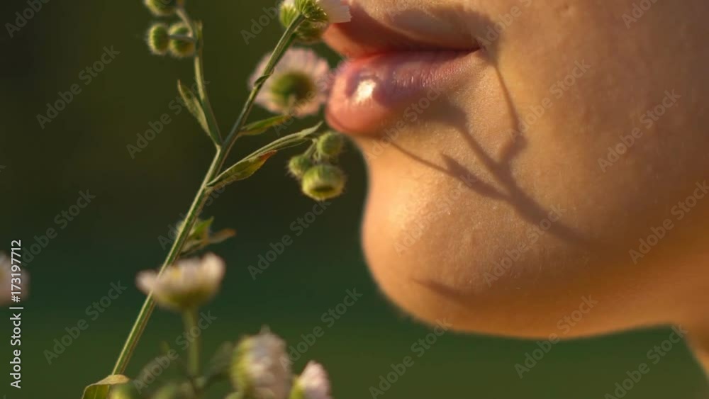 Slow motion. a young sexy girl holds a delicate flower of chamomile over her lips. close-up. large puffy pink lips. HD