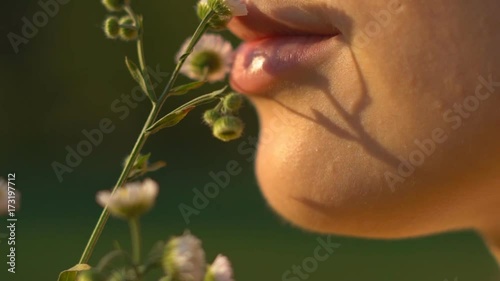 Slow motion. a young sexy girl holds a delicate flower of chamomile over her lips. close-up. large puffy pink lips. HD