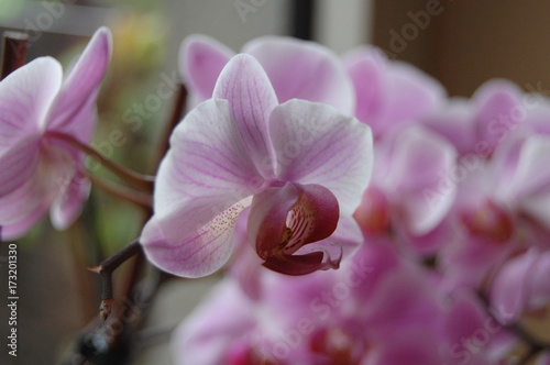 Phalaenopsis Orchidee pink und wei  