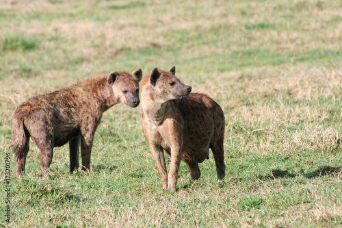 Hyänen Paar steht aufmerksam in der Steppe des Ngorongoro Nationalpark Tansania