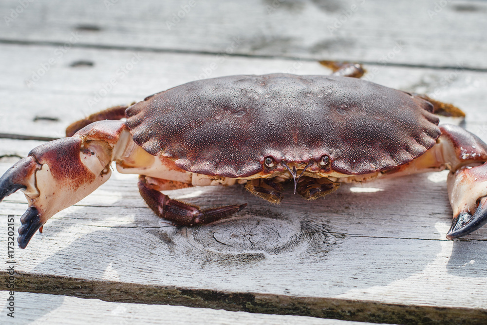 alive crab standing on wooden floor alive crab standing on wooden floor