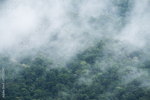 Closeup image of dense fog cover a tropical rainforest © Farknot Architect