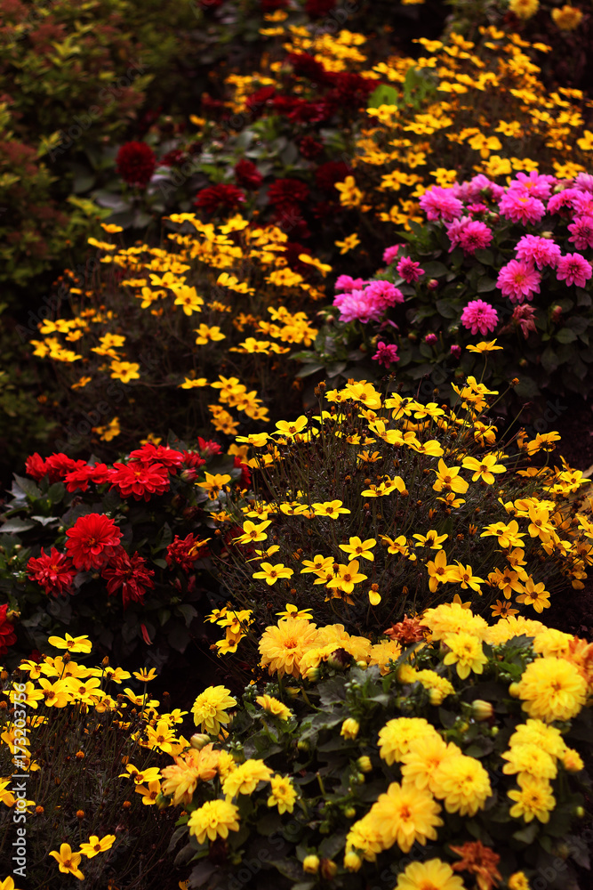 Obraz premium flower color garden