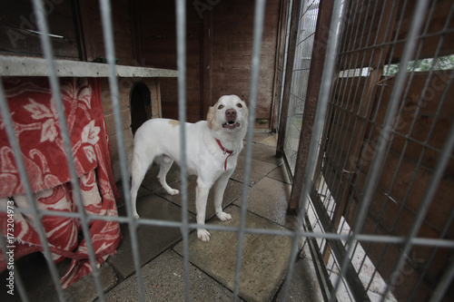 animal shelter - sad white dog behind bars