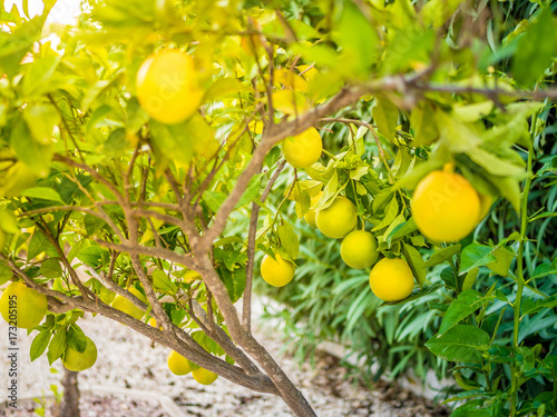 Lemons haning in lime tree. Blurred foreground with focus on citrus fruits in background. Yellow sun light beam.