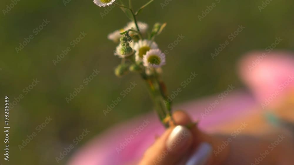 Slow motion. young girl holding a daisy flower in her hand. macro shooting. the girls have woven leather bracelets on their hands. hippie. HD Slow motion. young girl holding a daisy flower in her hand. macro shooting. the girls have woven leather bracelets on their hands. hippie. HD