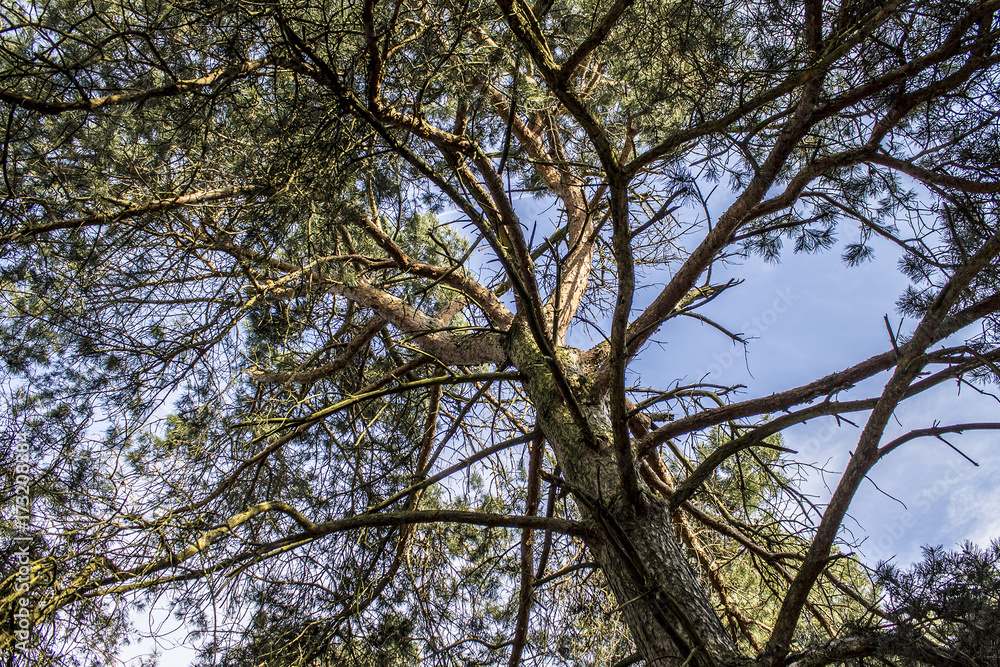 Fototapeta premium Upper branches of a tree