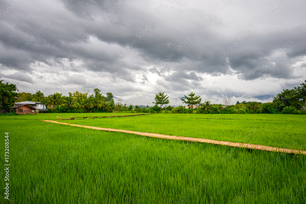 Naklejka premium Landscape of bamboo bridge stretches out to the rice field with cloudy sky at Pua district, Nan in Thailand