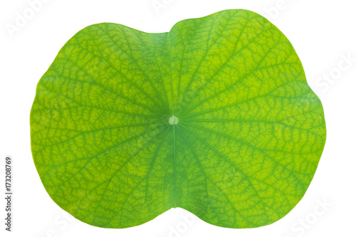 lotus leaf on isolated white in close up for background  texture
