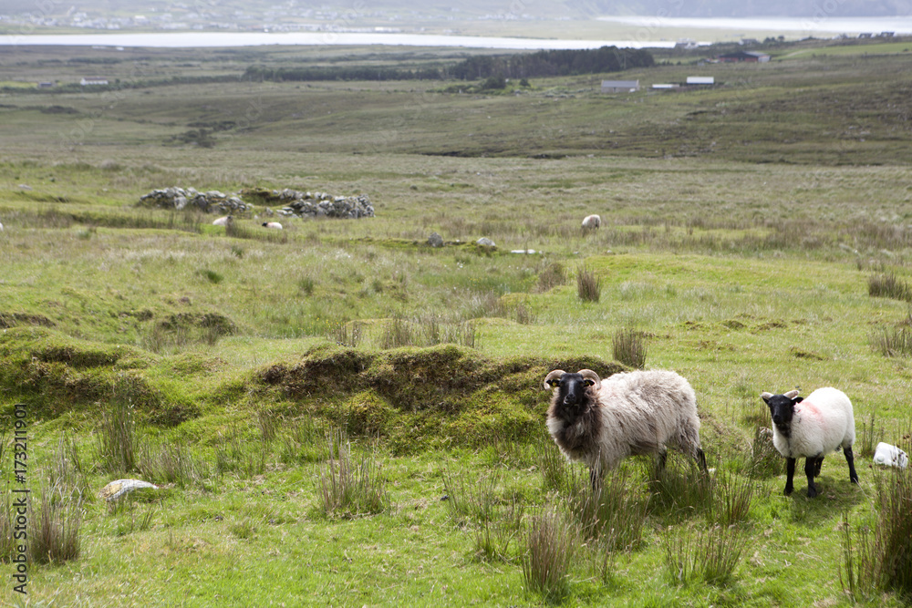 Fototapeta premium Ireland-juin-juillet-2017