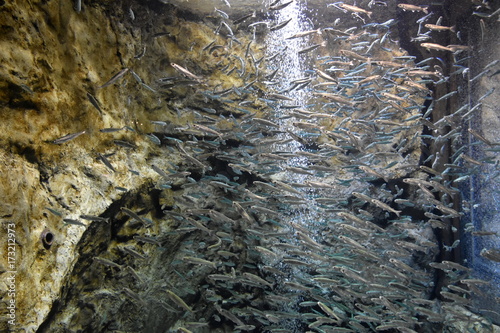 千歳水族館 photo