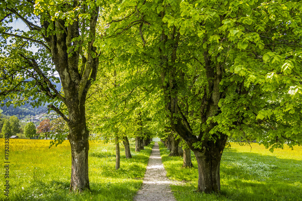 Naklejka premium Lindenallee am Zeller See in Österreich