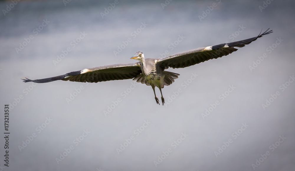 Fototapeta premium Grey Heron in flight