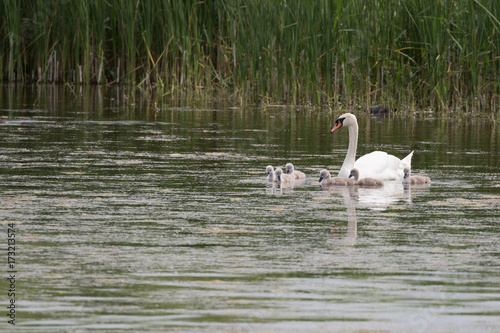 Beautiful Mute Swan family