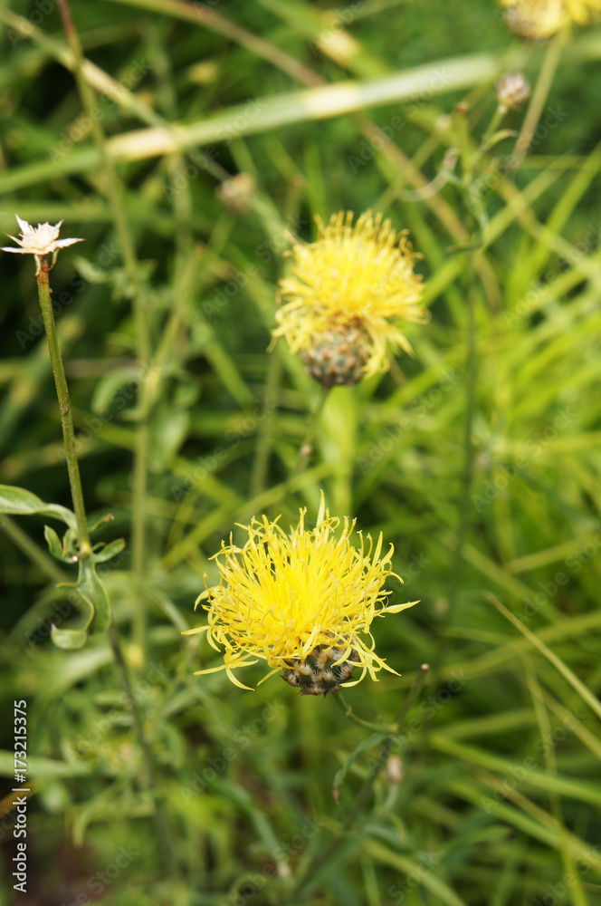 Centaurea orientalis yellow star-thistle flowers with green Centaurea orientalis yellow star-thistle flowers with green