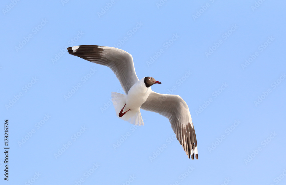 Seagull flying in beautiful sky. Seagull flying in beautiful sky.