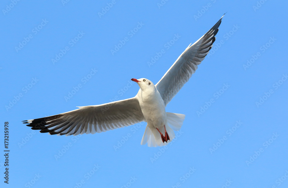 Fototapeta premium Seagull flying in beautiful sky.