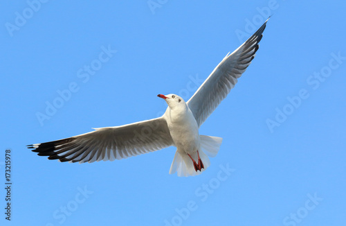 Seagull flying in beautiful sky. © Passakorn