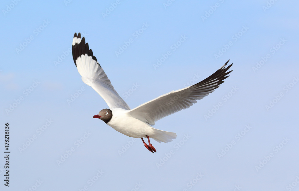 Obraz premium Seagull flying in beautiful sky.