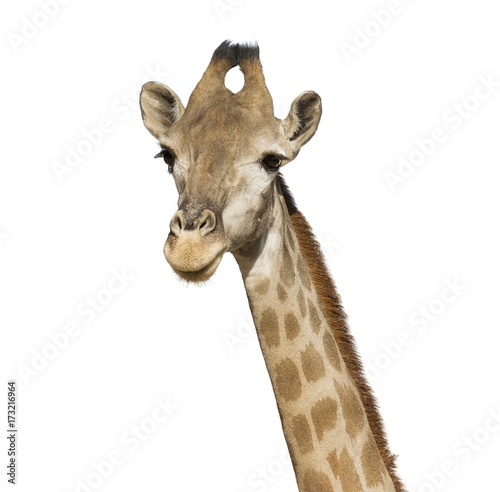 giraffe head isolated on white background