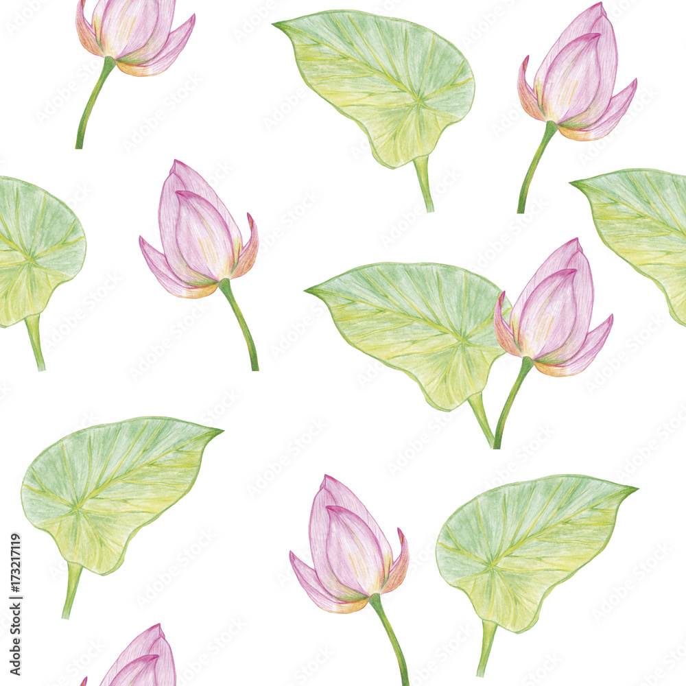 flowers water lily koala green leaf flora patern flower green pattern summer pencil flowers water lily koala green leaf flora patern flower green pattern summer pencil