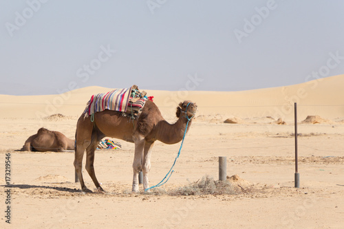 camel in the background of the desert
