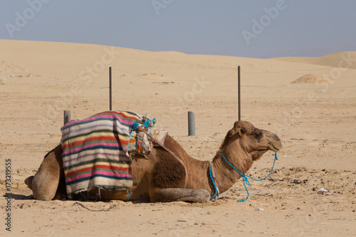 tired camel in the Sahara desert