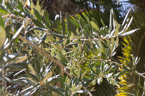 green olives on branches