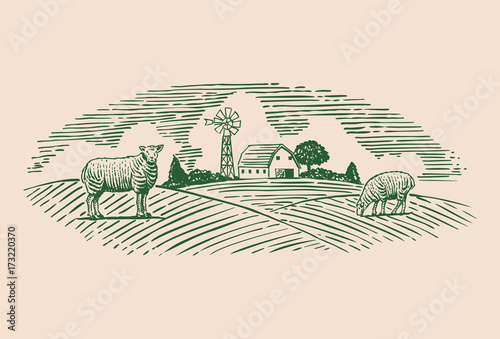 Hand drawn sheep on pasture, vector