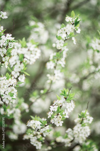 Spring flowering branches of Cherry blossom on green background