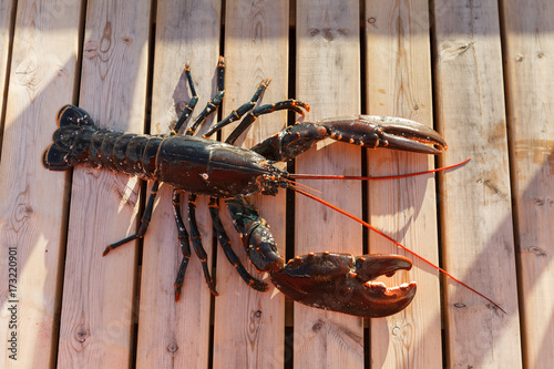 fresh lobster lying on sundeck