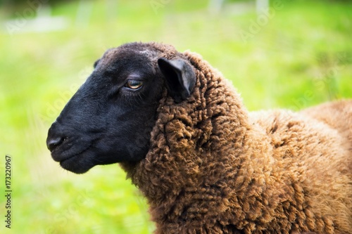 Brown sheep with black head.