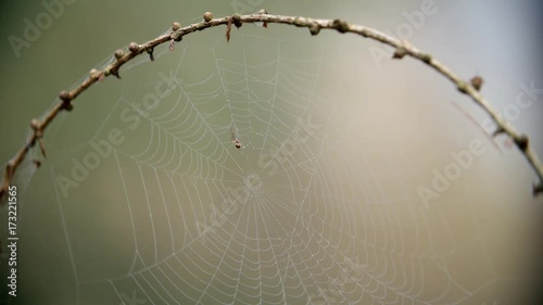 Spider Making Dew Covered Web In Autumn Woodland