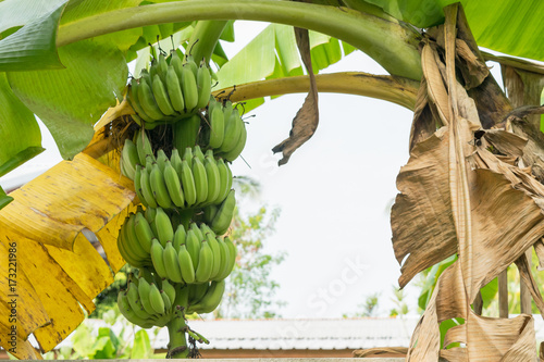 Banana bunch growth on banana tree