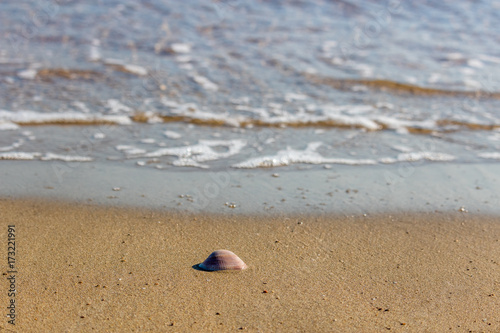A seashell on a spanish beach at the mediterranean sea