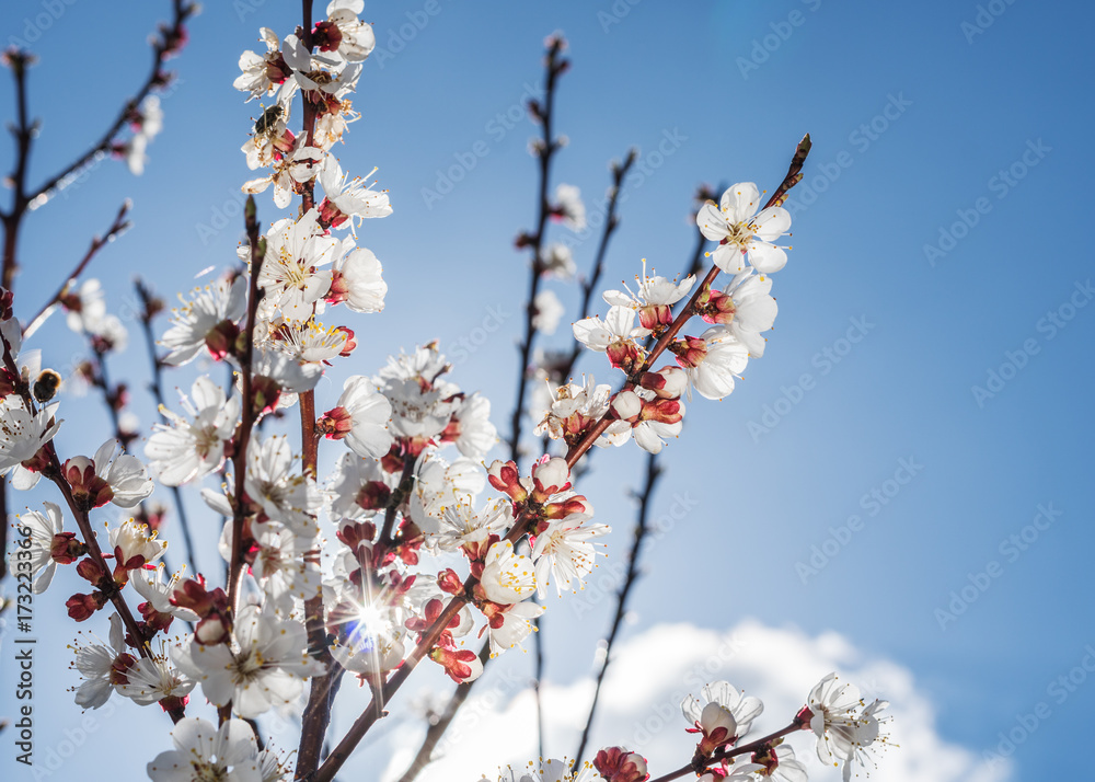 Apricot tree in blossom. Bright spring sky on the background. Apricot tree in blossom. Bright spring sky on the background.