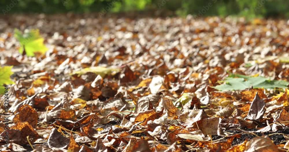 Autumn. The leaves fall to the ground and the wind lifts the leaves. 4K
