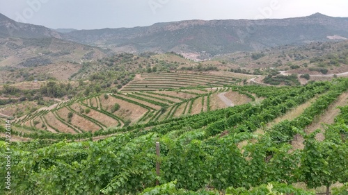 The vineyards of Priorat, Catalonia, Spain