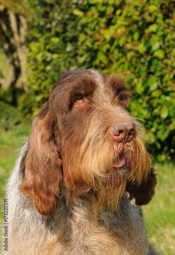 Typical Spinone Italiano dog