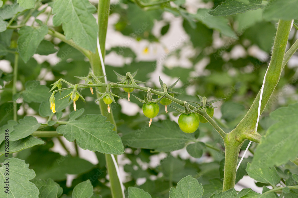 Fototapeta premium Ramillete de tomates cherry verdes