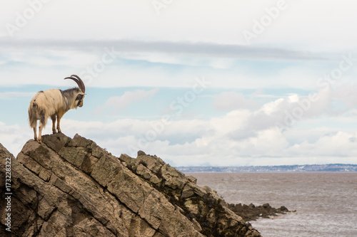 Male feral mountain goat on rocks above sea. Long-haired billy goat at Brean Down in Somerset, part of a wild herd